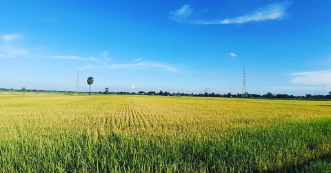 ทุ่งนา