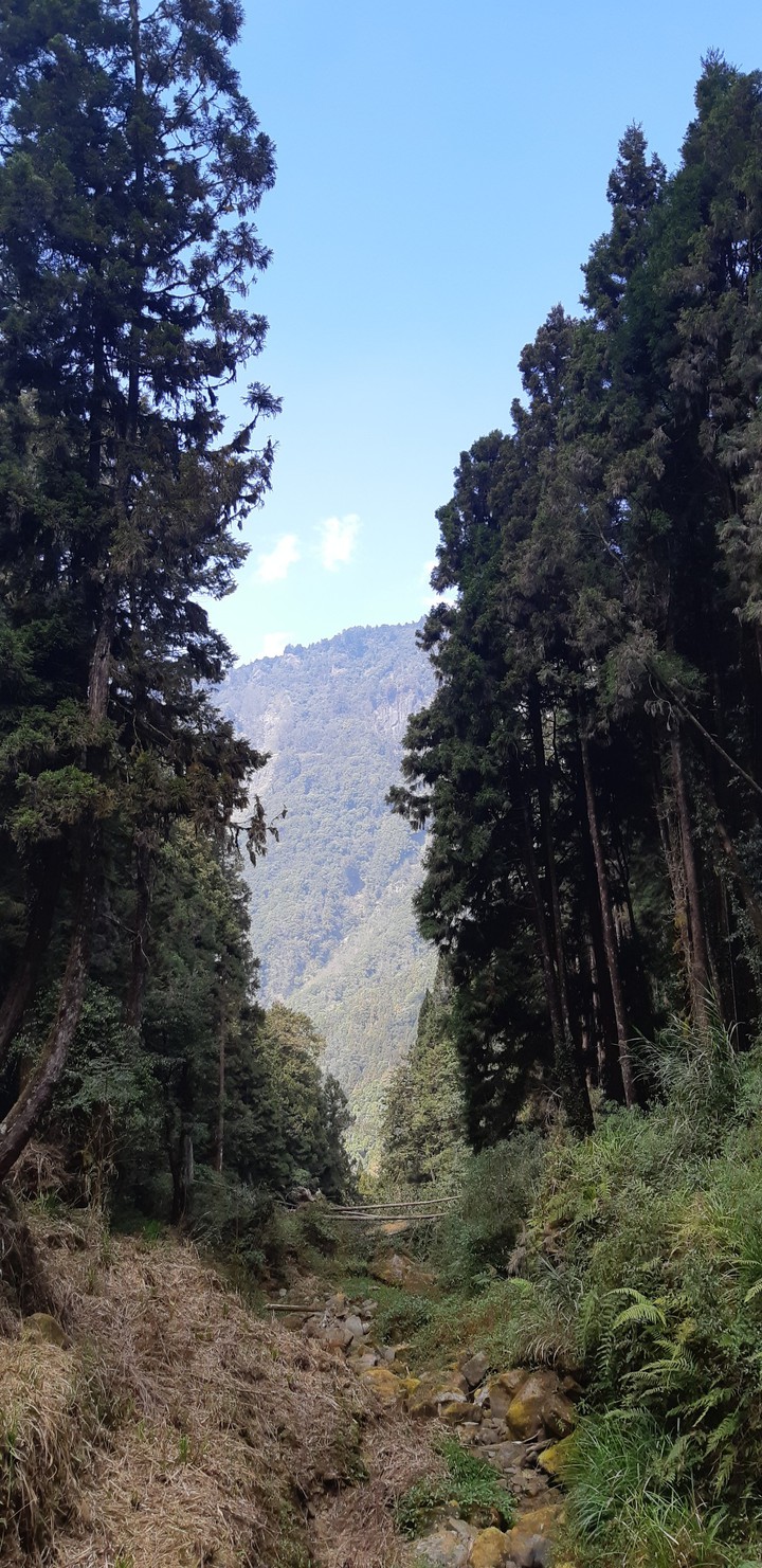 forest