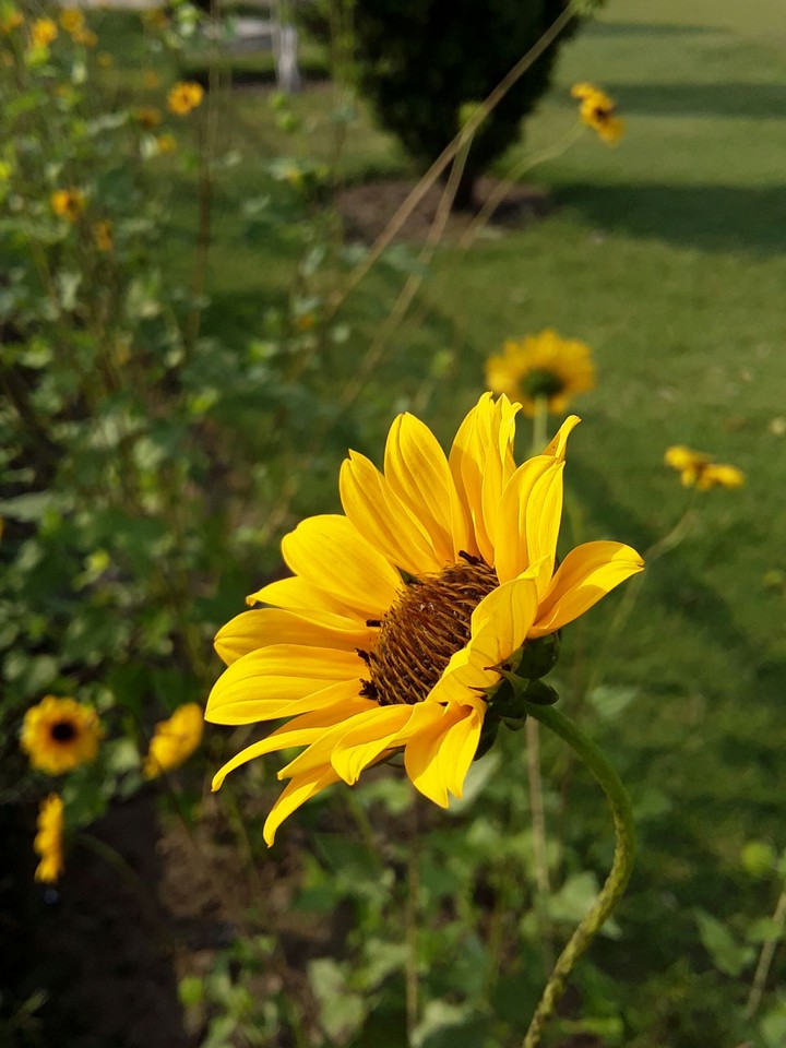 yellow flowers