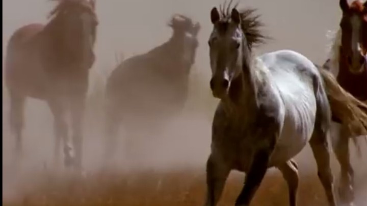 Magnificent Horses