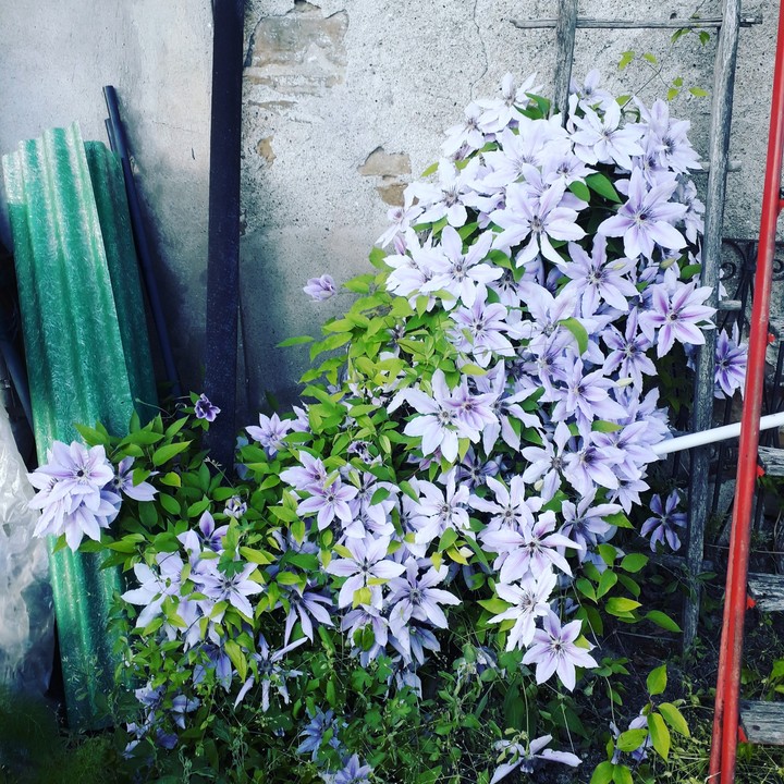 flower