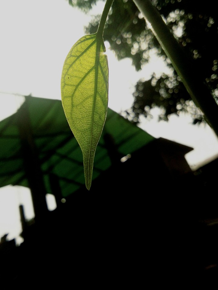 One leaf