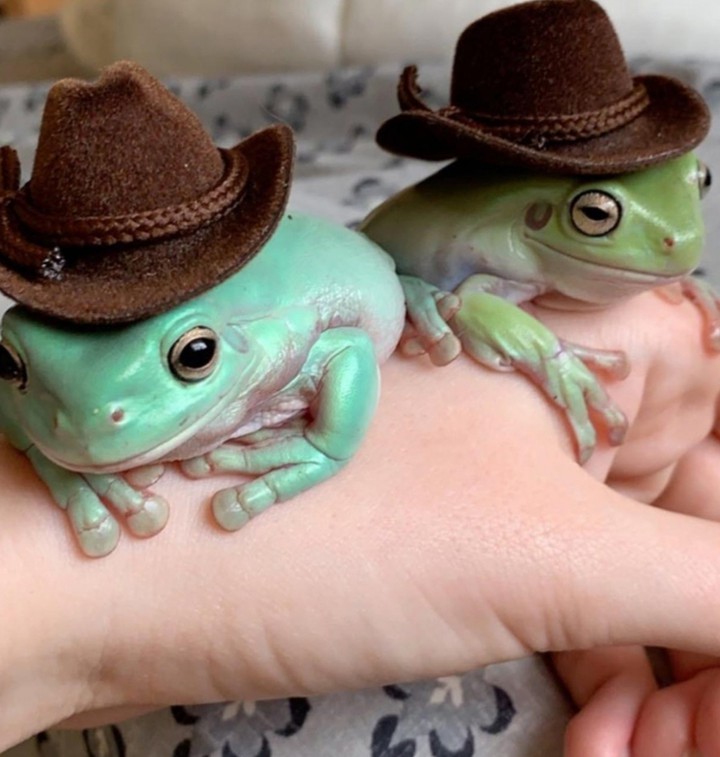 ◇YEEEE HA! COW BOY FROGS!◇