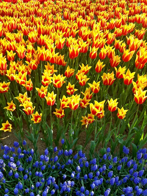 harmony of flowers