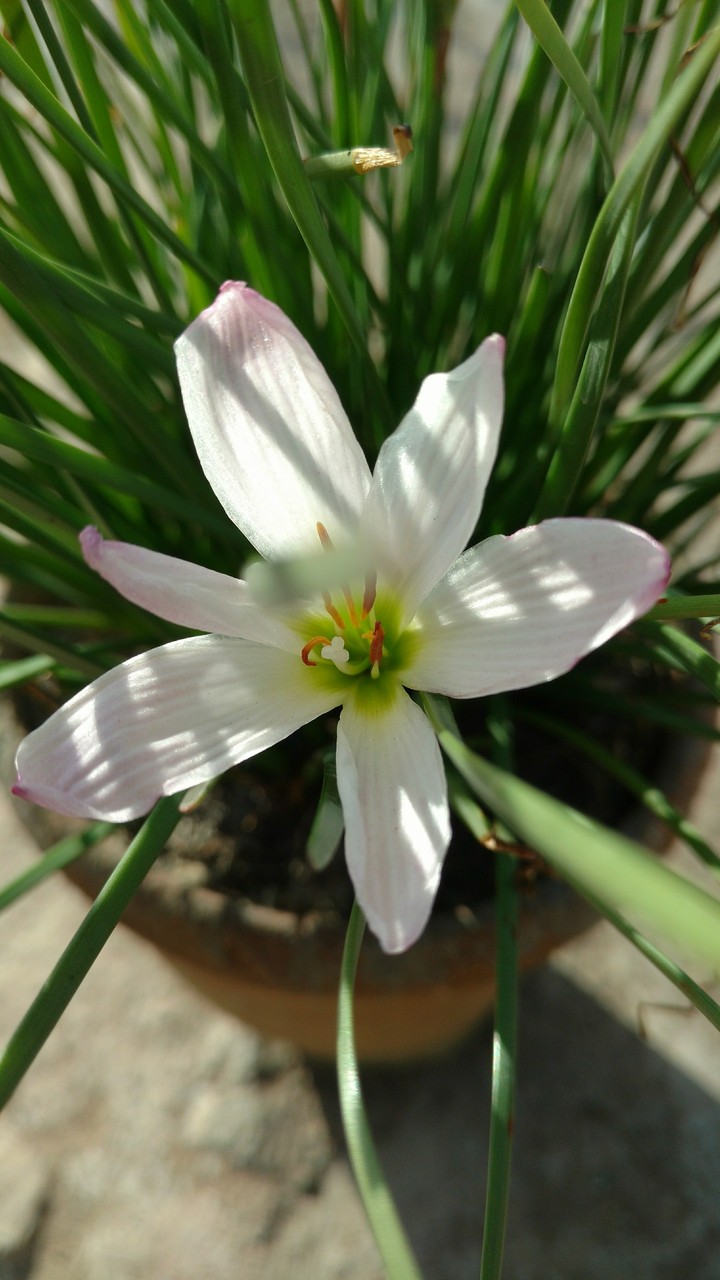 wp flower