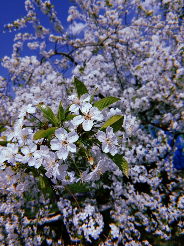 Russian Cherry