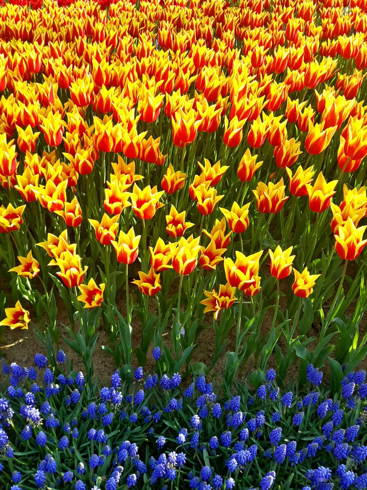 harmony of flowers