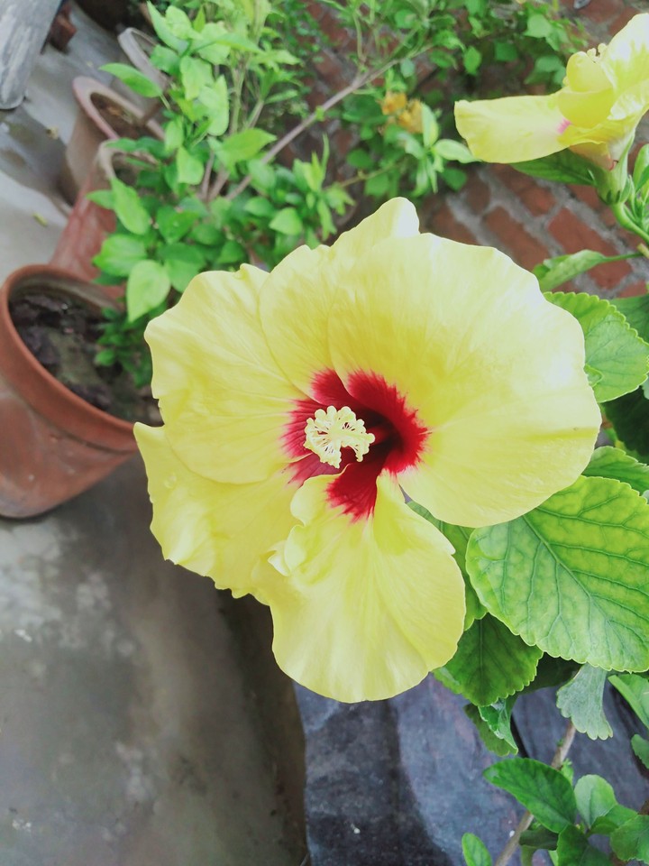 hibiscus