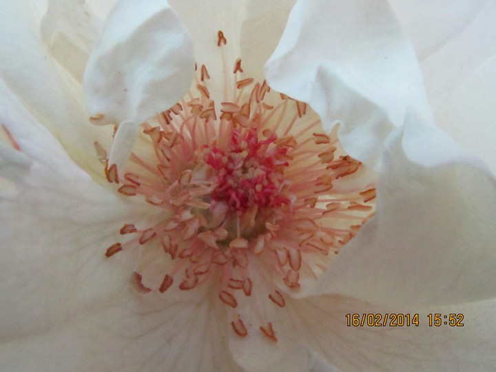 red and white