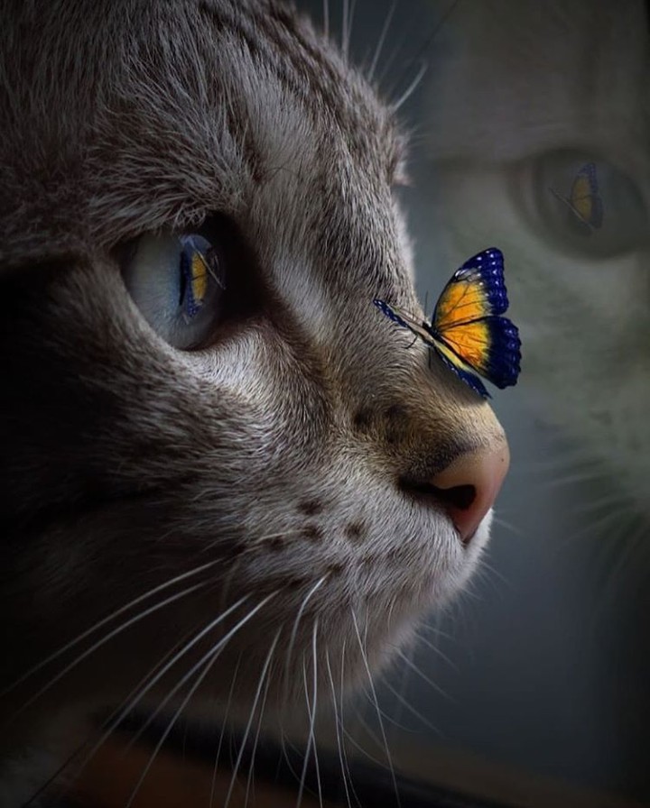 cat lover