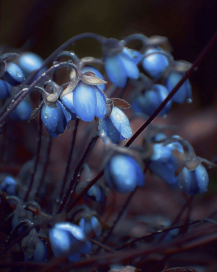 ❤️ The Blue Bells ❤️