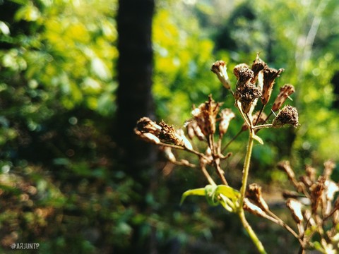 Dried Flowers