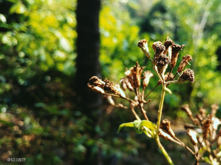 Dried Flowers