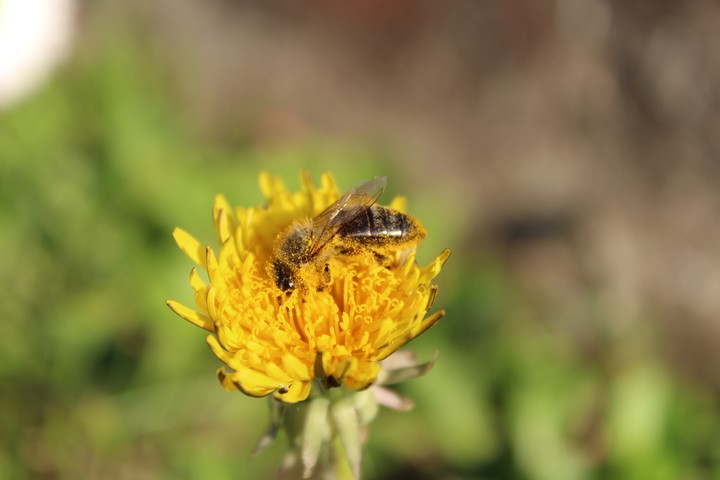 bee