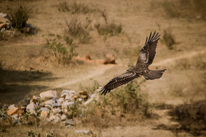 Kite