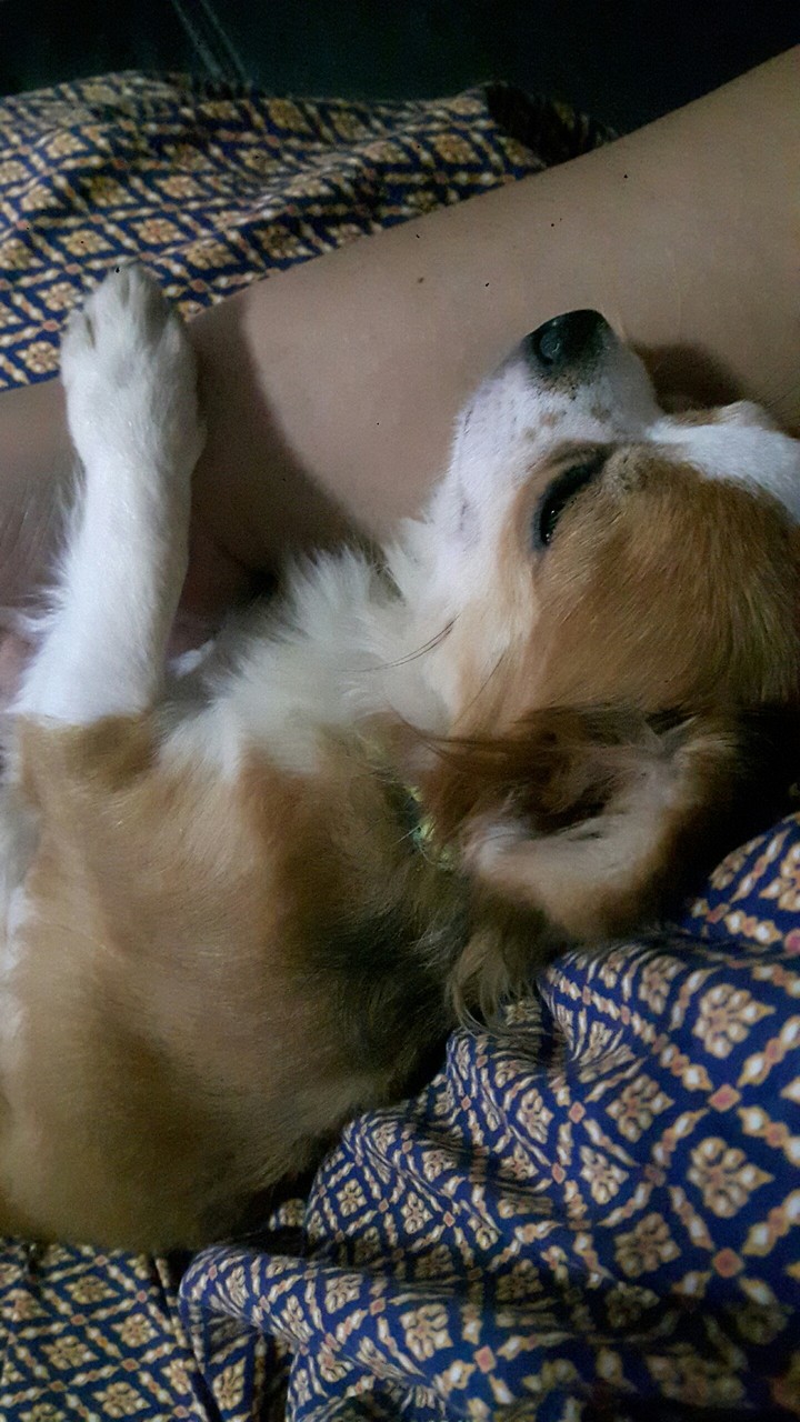 chiwawa