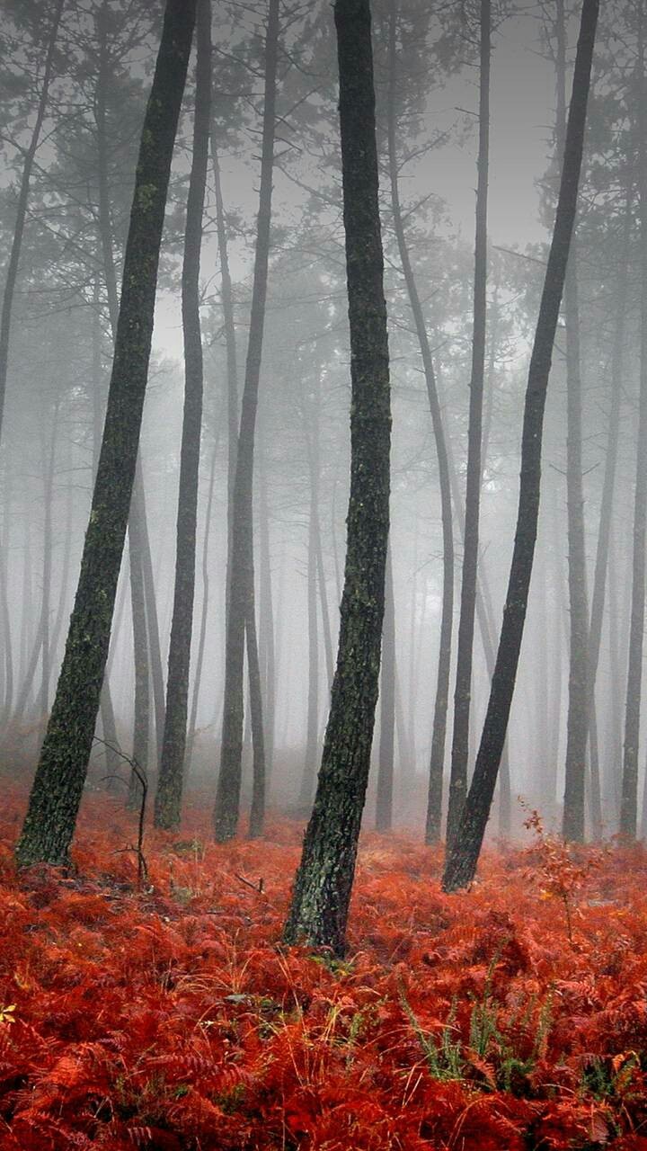 nature