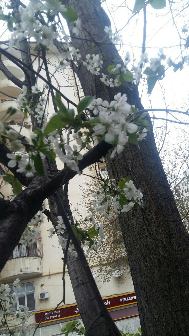 early spring