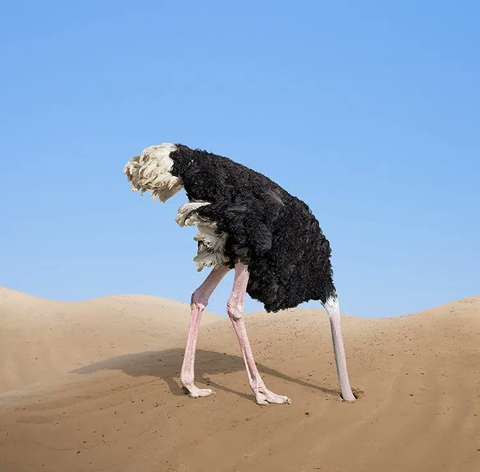 bird, 鸟类壁纸