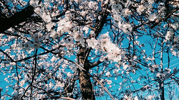 Apricot Flowers