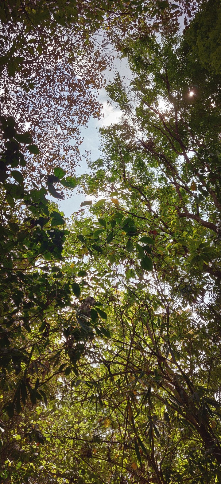 trees