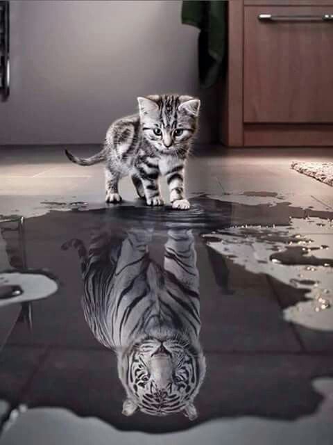 It cat in the water it see a tiger.
