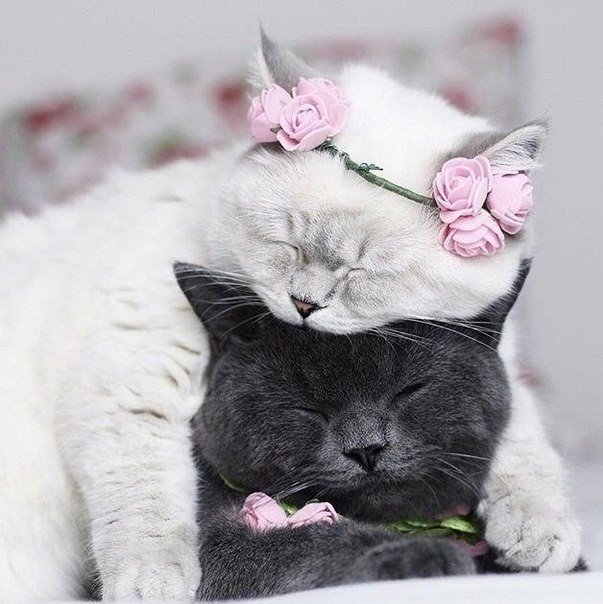 Котики