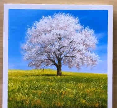 Cherry Blossom