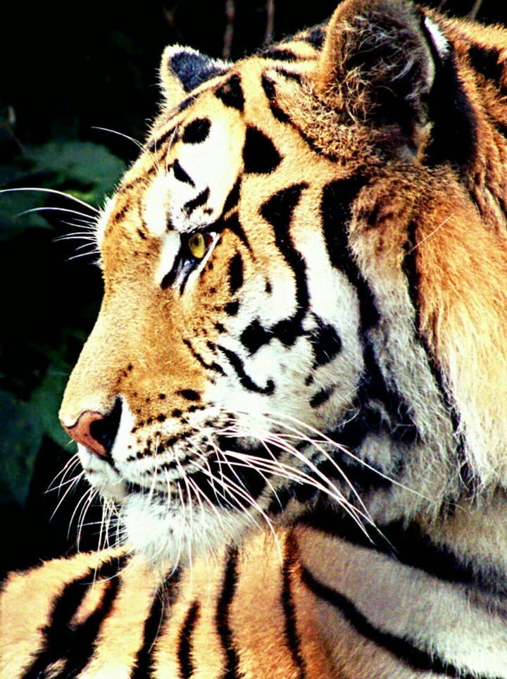 tiger