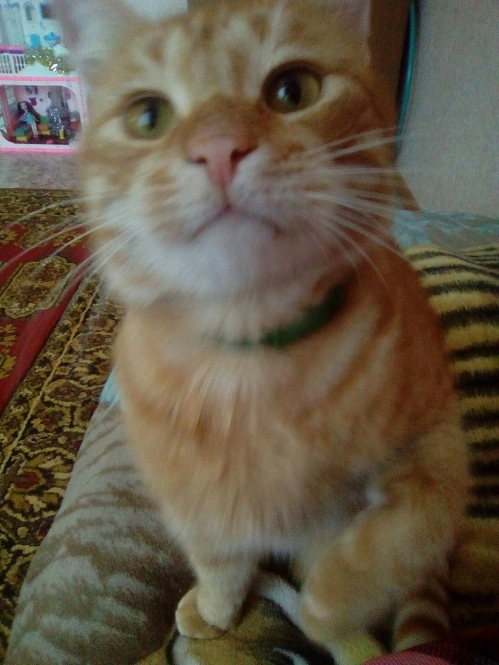 мой котя