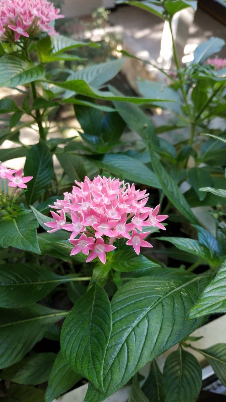 花