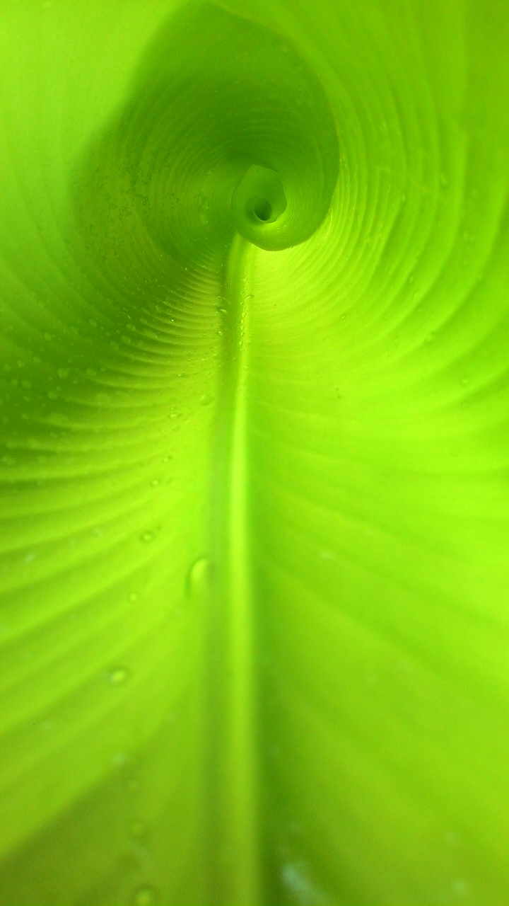 the green