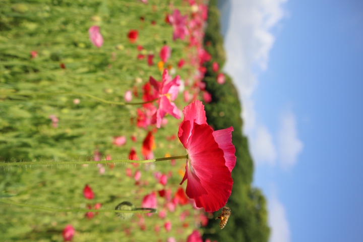 poppies*