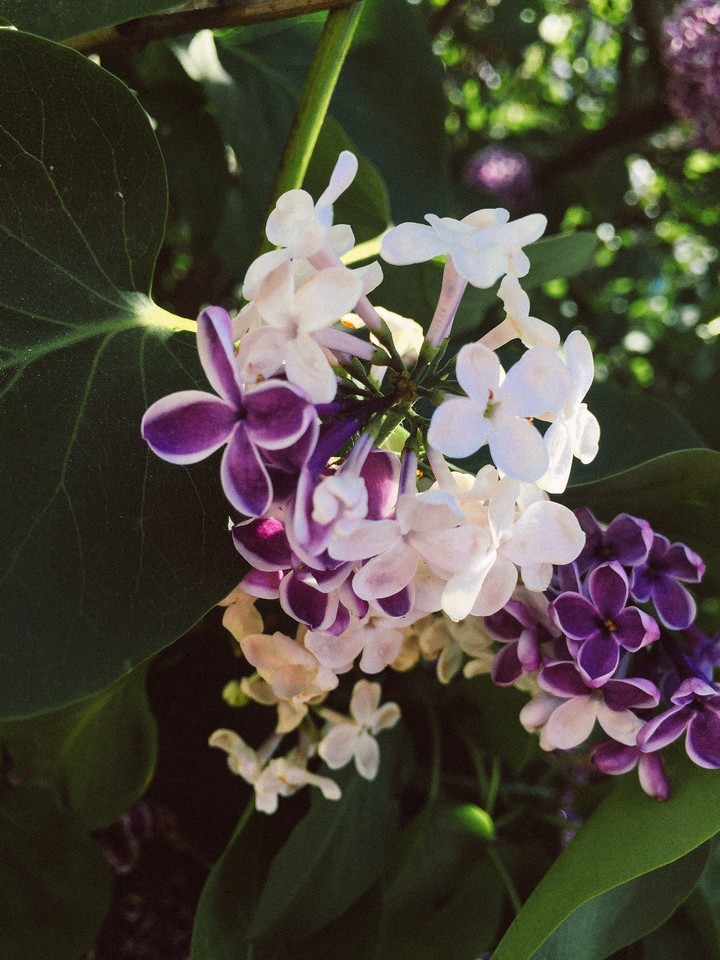 plant