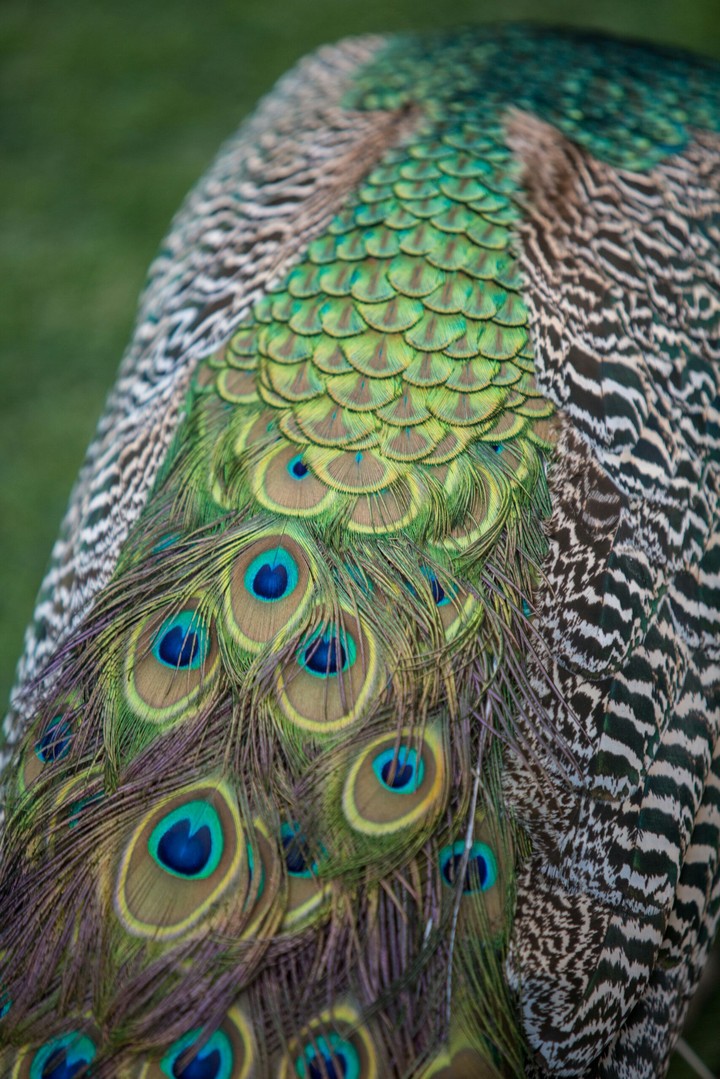 Natural Colors