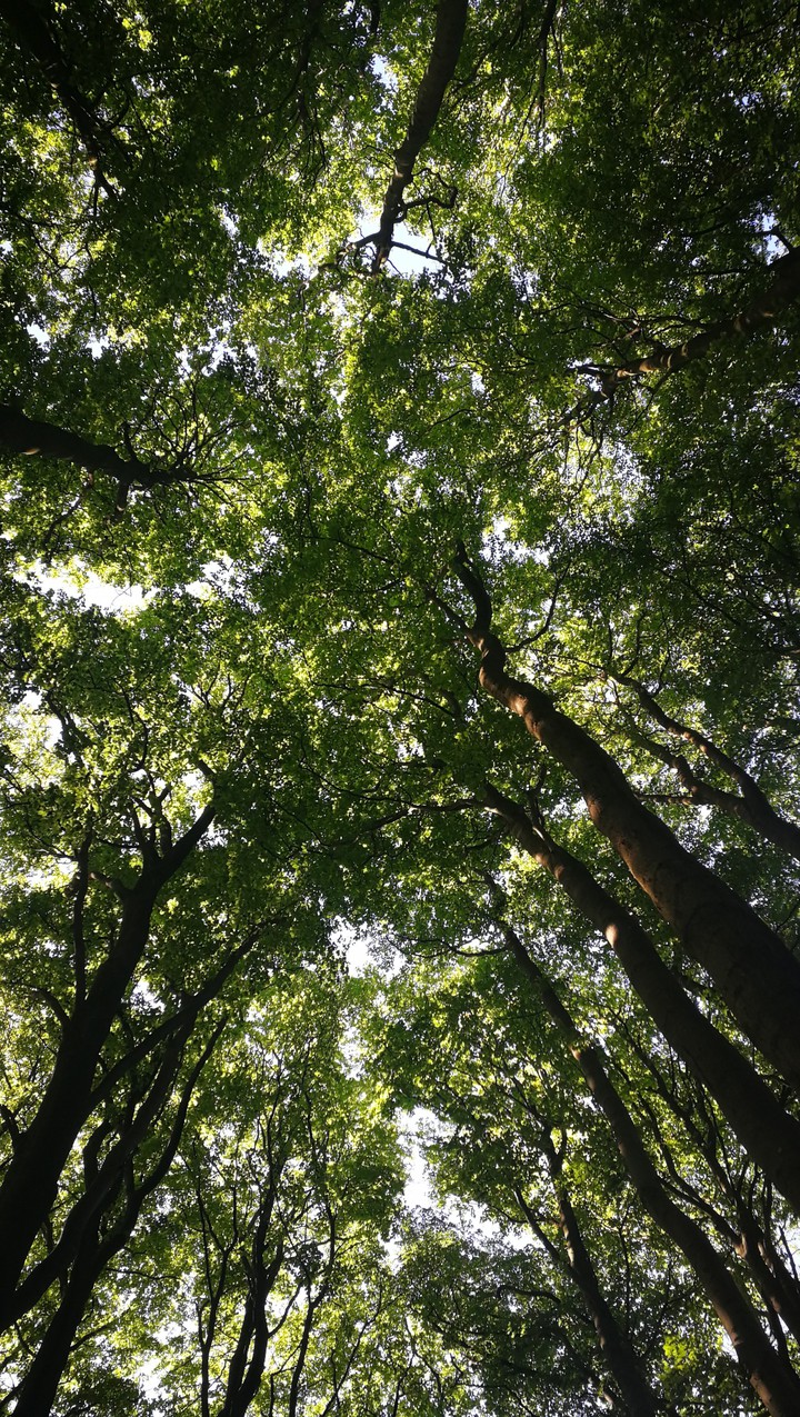 Green Rügen