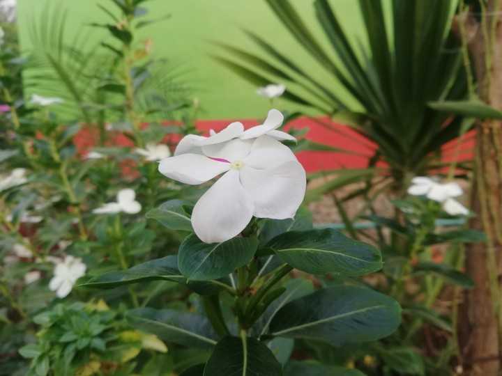 White periwinkle flower
