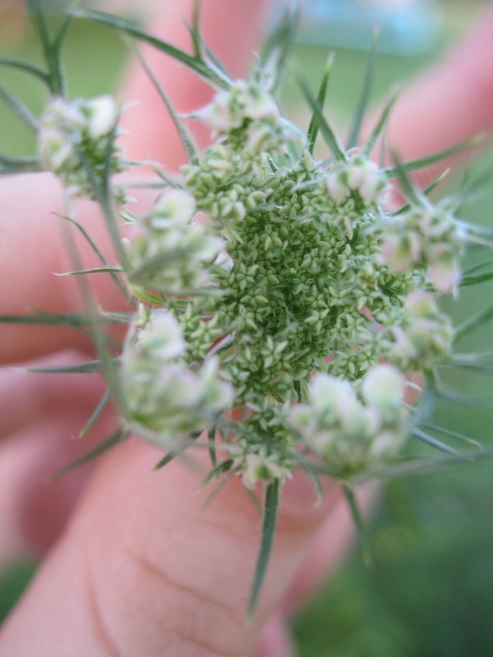 Summer flower