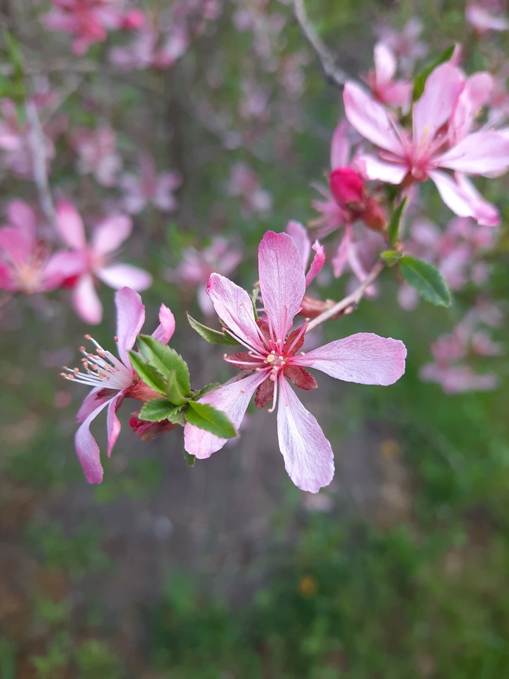 °flover°