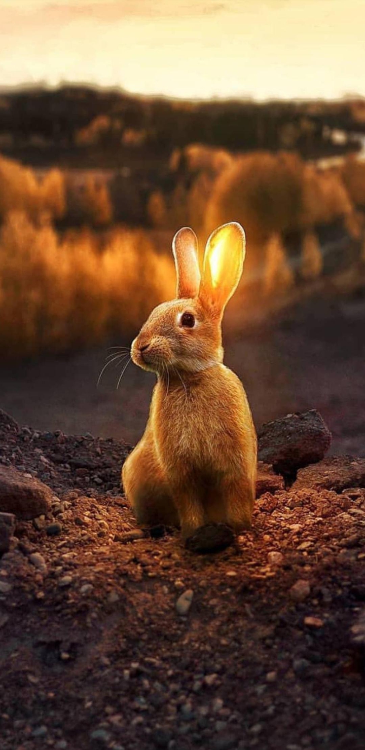 Rabbit