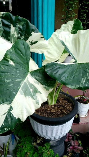 caladium varigata