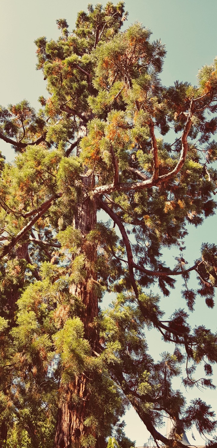 Big Tree