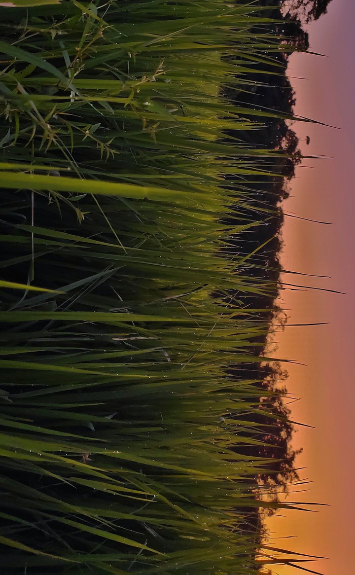paddy field