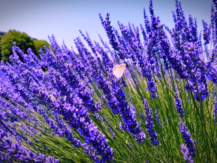 Lavender
