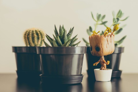 Cactuses