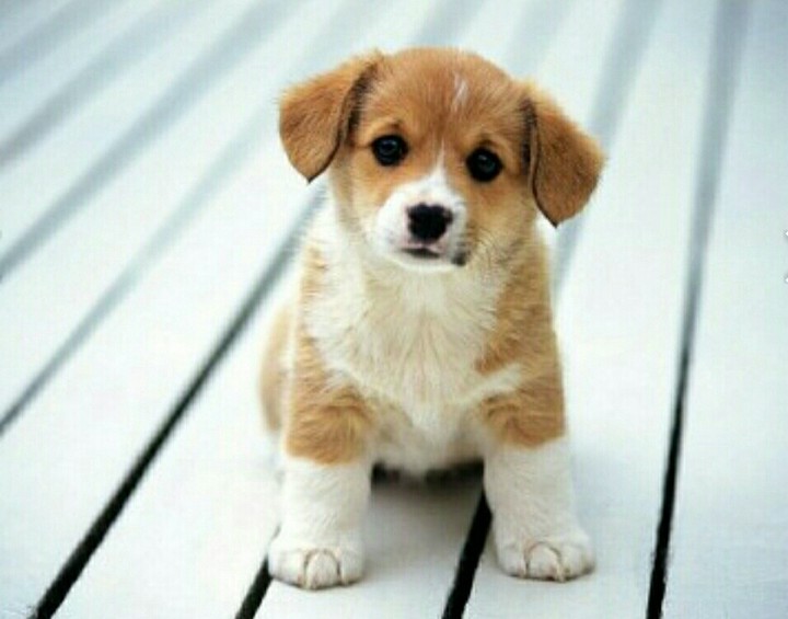 puppy