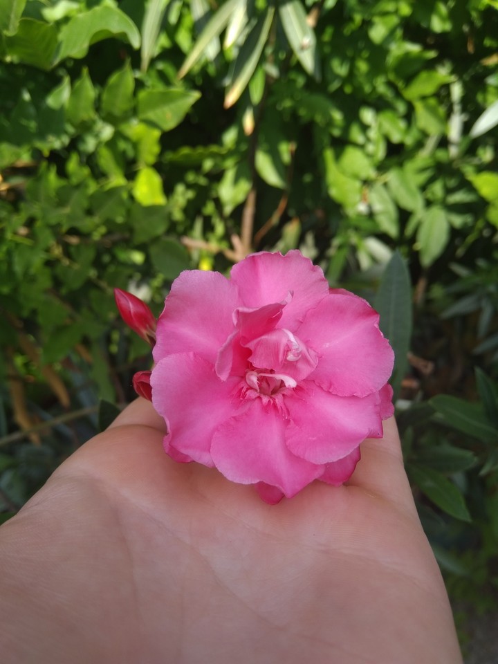 Hand flower