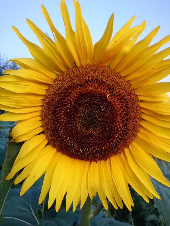girasole02