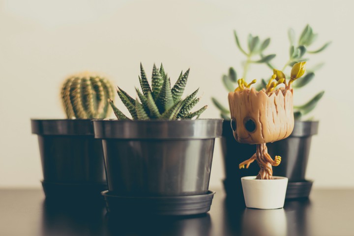Cactuses