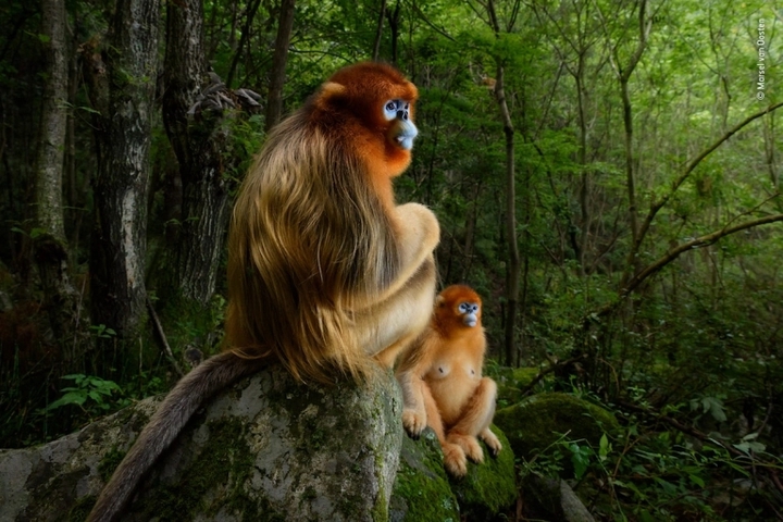 baboon